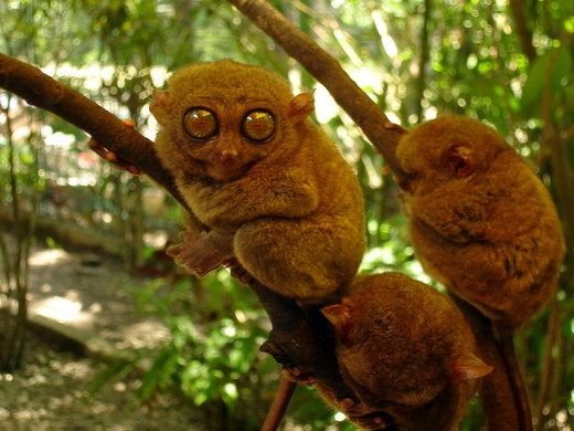 Bohol Tarsiers perched on tree branches in Bohol.