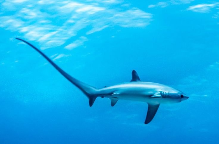 Thresher Sharks Malapascua Island Diving