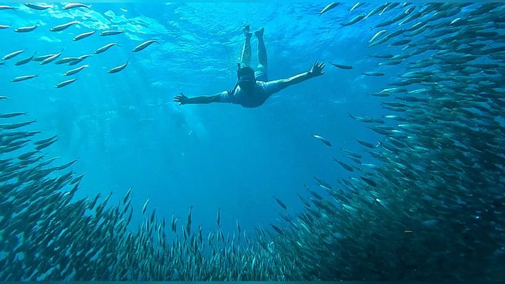 Sardines Run, Moalboal Cebu