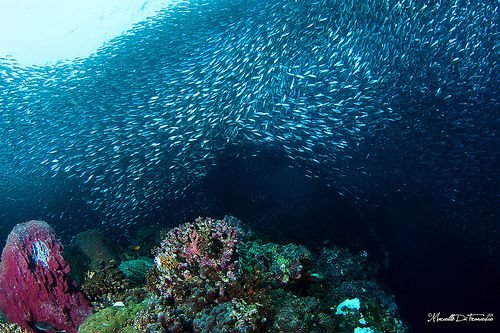 Moalboal Sardine Run