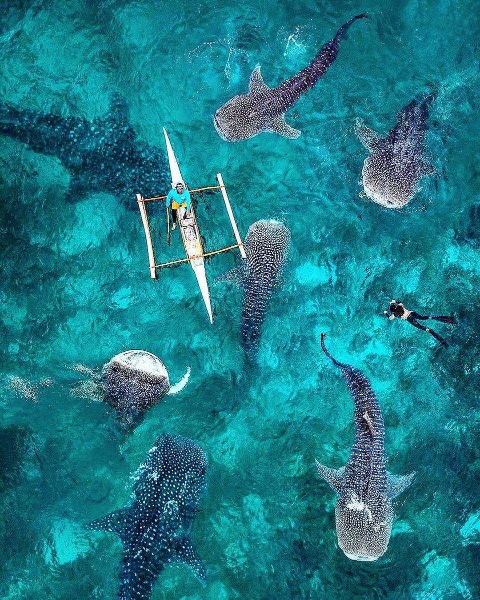 An aerial view shows a small traditional outrigger boat surrounded by several large whale sharks in clear turquoise water, a signature experience of the ethical wildlife encounters in Oslob