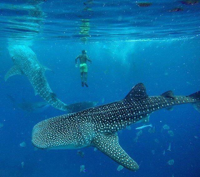 An aerial view shows a small traditional outrigger boat surrounded by several large whale sharks in clear turquoise water, a signature experience of the ethical wildlife encounters in Oslob
